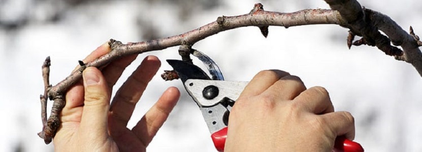 DreamWorks Tree Service | 8799 Concession Rd 5, Uxbridge, ON L9P 1R1, Canada | Phone: (647) 924-2627