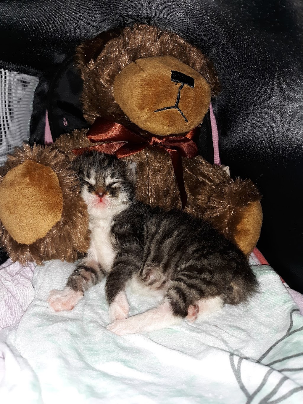 Jeronimo Pet Clinic | 25571 Jeronimo Rd #11, Mission Viejo, CA 92691, USA | Phone: (949) 830-7387