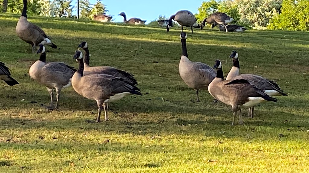 Summerlake City Park | 11450 SW Winter Lake Dr, Tigard, OR 97223, USA | Phone: (503) 718-2641