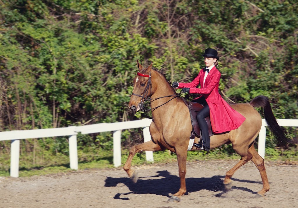 Suncoast Stables & Riding Academy | 1108 Altamont Ln, Odessa, FL 33556, USA | Phone: (813) 368-0666