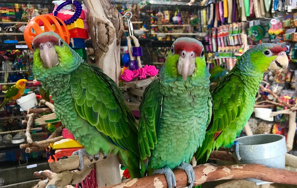 The Perfect Parrot | 10646 Riverside Dr, North Hollywood, CA 91602, USA | Phone: (818) 506-5456