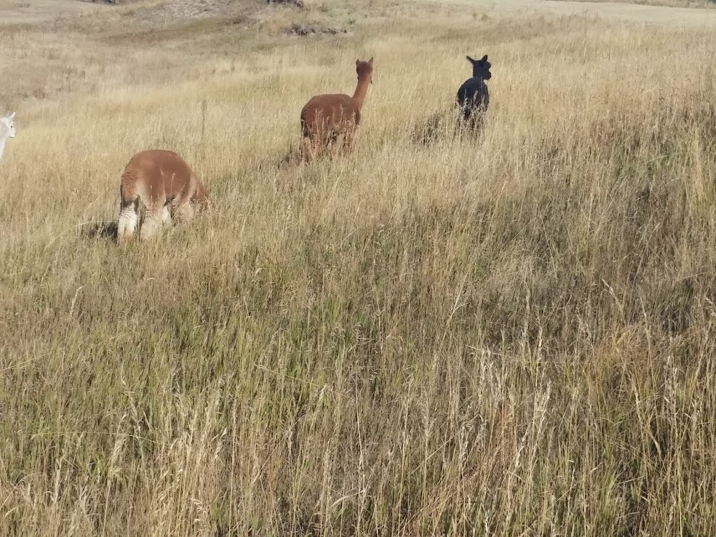 Raisin Bred Alpacas | 8760 Co Rd 134, Kiowa, CO 80117 | Phone: (303) 915-3702