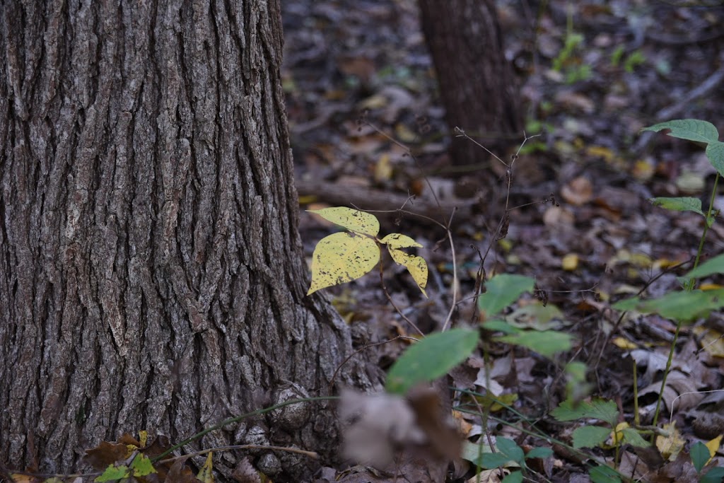 The Trails at Squabble Creek | 1401 Dickson Ln, Rockwall, TX 75087, USA | Phone: (972) 771-7740