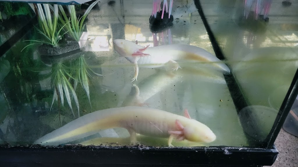 Florida Fish Rescue | 14350 NW 77th Ave, Trenton, FL 32693, USA | Phone: (727) 351-2734