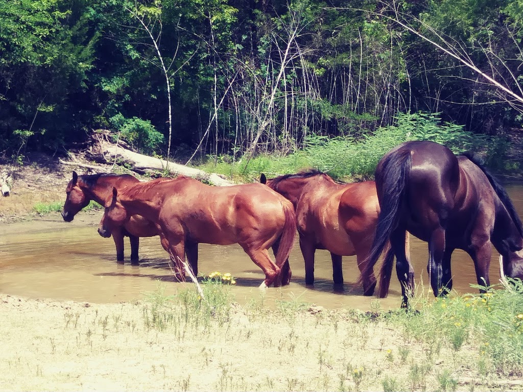 Capriole School Of Riding | 333 Slate Rock Rd, Ennis, TX 75119, USA | Phone: (469) 254-5498