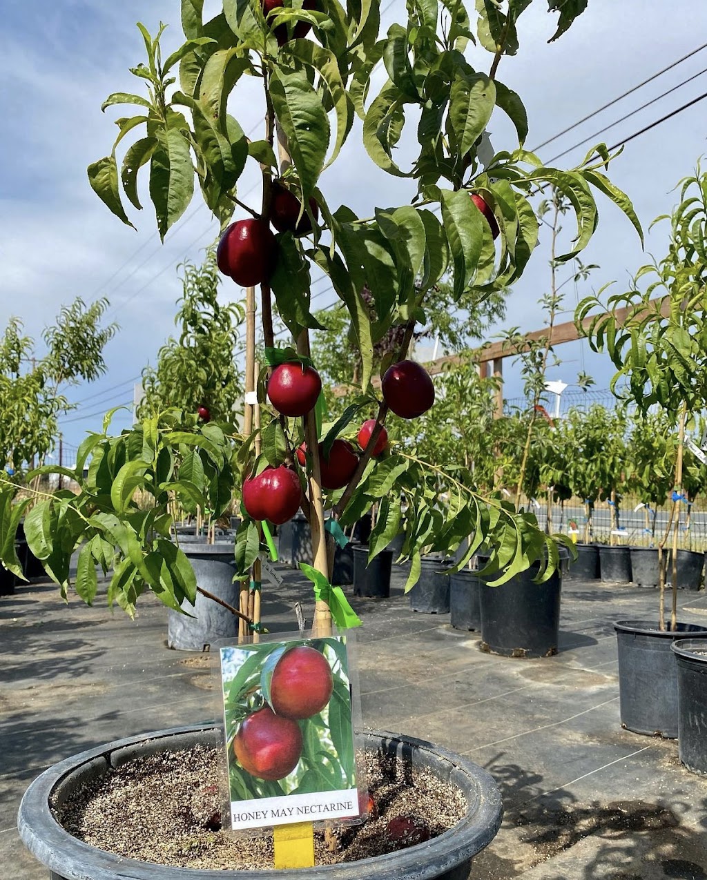 Big Tree Fruit Stand | 17725-, 17877 CA-88, Lockeford, CA 95237, USA | Phone: (209) 663-2661