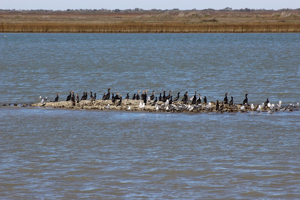 Whooping Crane & Dolphin Boat Tours | 215 N Fulton Beach Rd, Fulton, TX 78358 | Phone: (877) 892-4737