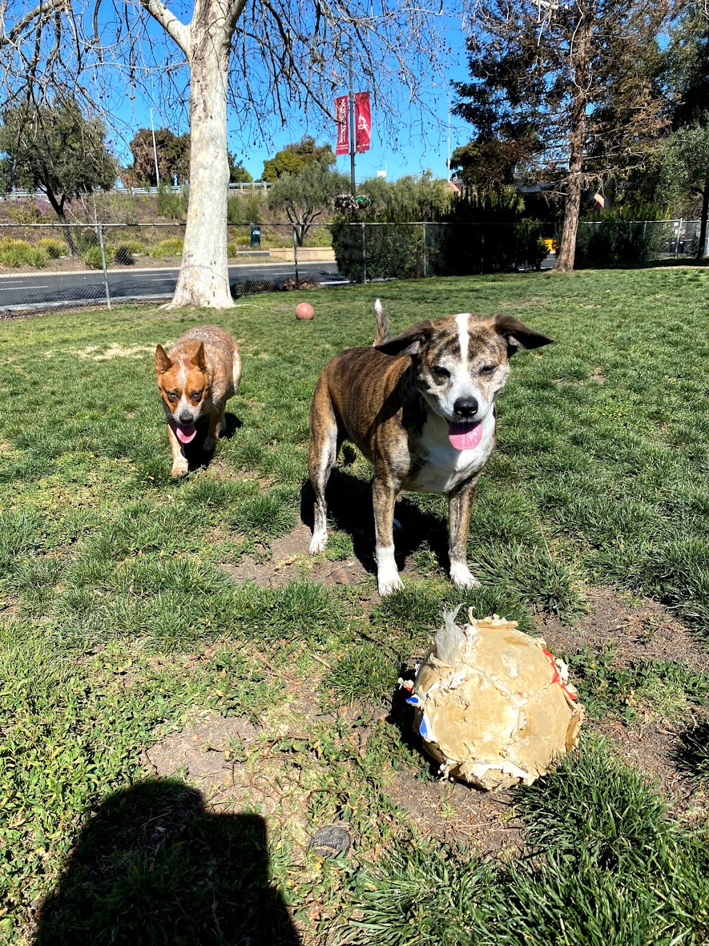 Larry J Marsalli Dog Park | 1425 Lafayette St, Santa Clara, CA 95050, USA | Phone: (408) 247-1988