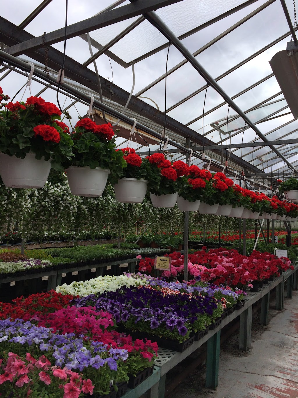 Valozes Greenhouse | 5 Grove Ln, Cohoes, NY 12047, USA | Phone: (518) 785-4343