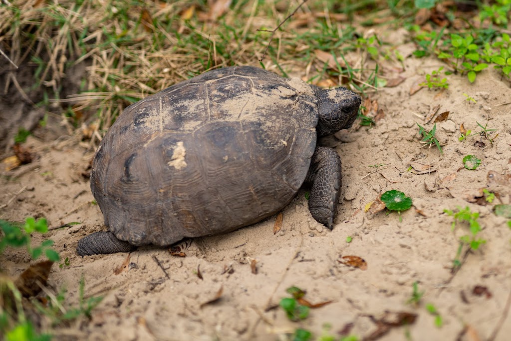 Jacksonville Arboretum & Gardens | 1445 Millcoe Rd, Jacksonville, FL 32225, USA | Phone: (904) 318-4342