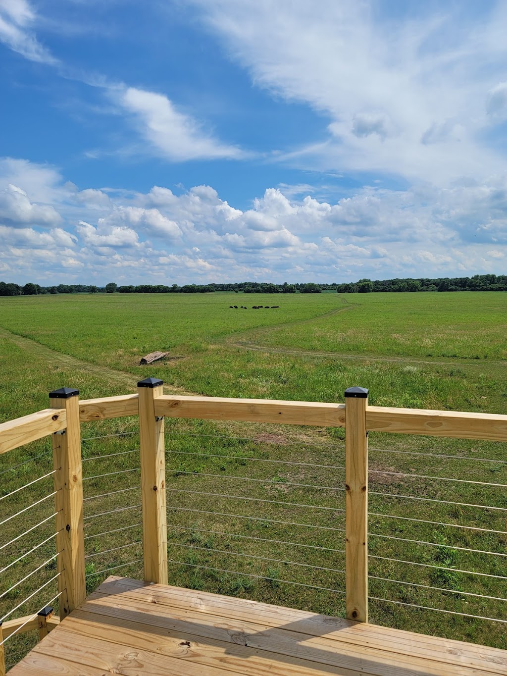 Belwin Conservancy: Bison Observation Platform | 15551 Division St, Afton, MN 55001, USA | Phone: (651) 436-5189