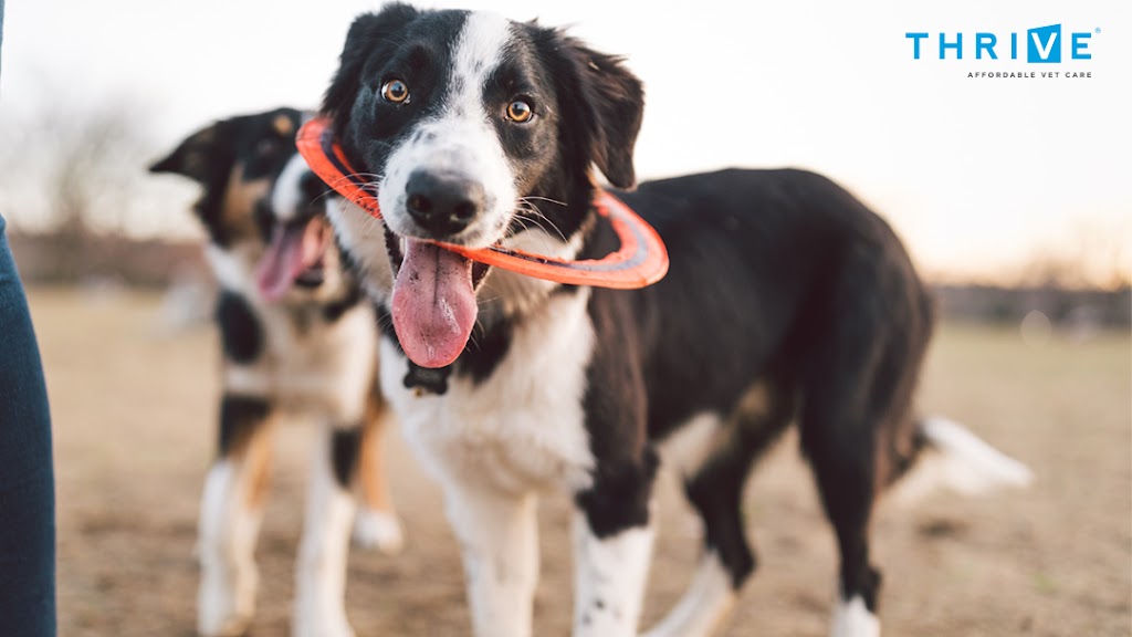 THRIVE Affordable Vet Care | 27580 W Lugonia Ave, Redlands, CA 92374, USA | Phone: (909) 748-1858