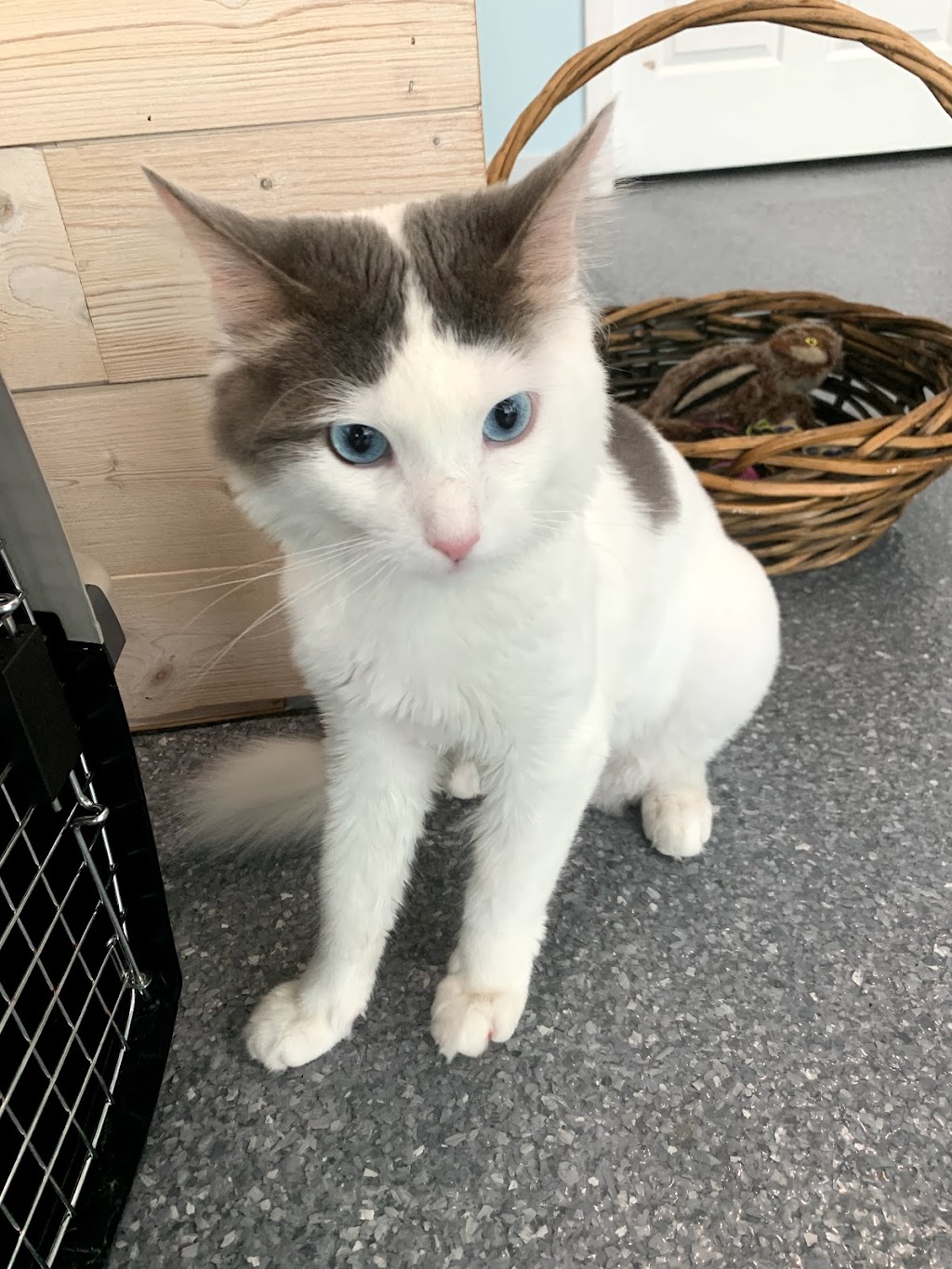 Walk-In Veterinary Care | 5080 N U.S. Hwy 41, Apollo Beach, FL 33572, USA | Phone: (813) 213-8515