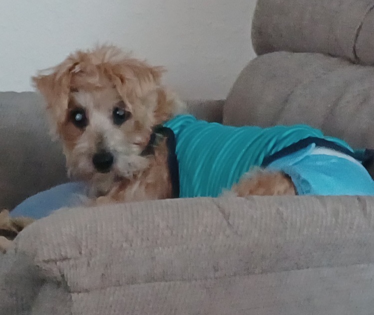 Jersey-Calhoun Veterinary Hospital | 1201 S State St, Jerseyville, IL 62052, USA | Phone: (618) 498-2413