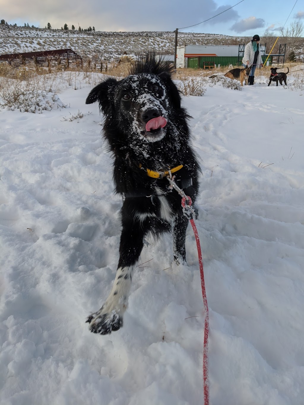 Canine Rehabilitation Center and Cat Sanctuary | 555 US-395 N, New Washoe City, NV 89704 | Phone: (775) 800-1906