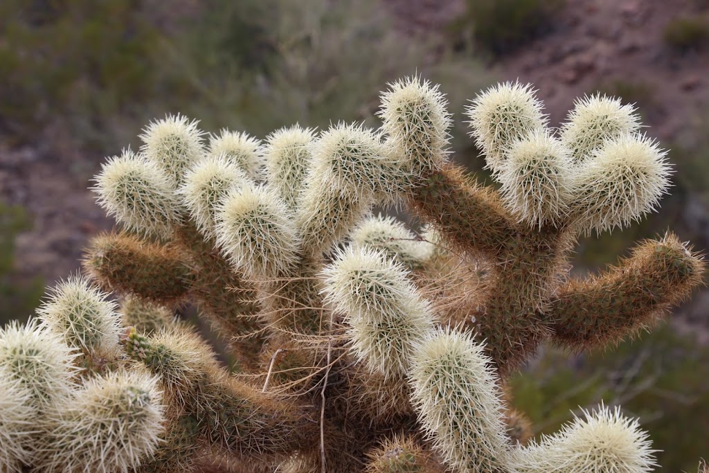 Picacho Peak State Park | 15520 Picacho Peak Rd, Picacho, AZ 85141, USA | Phone: (520) 466-3183