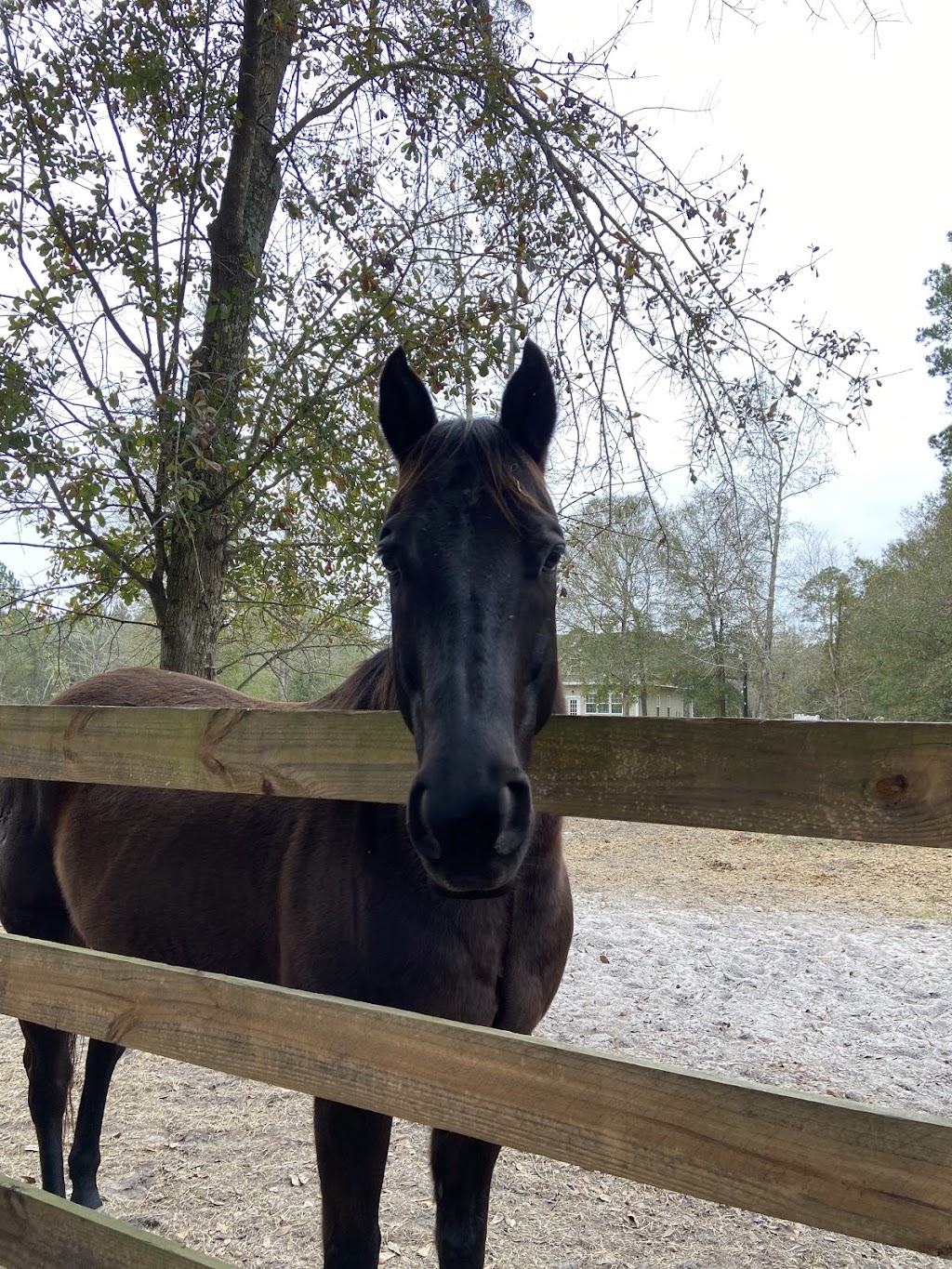 Coopers Creek Horseback Riding Lessons | 3183 Russell Rd, Green Cove Springs, FL 32043, USA | Phone: (330) 419-0875