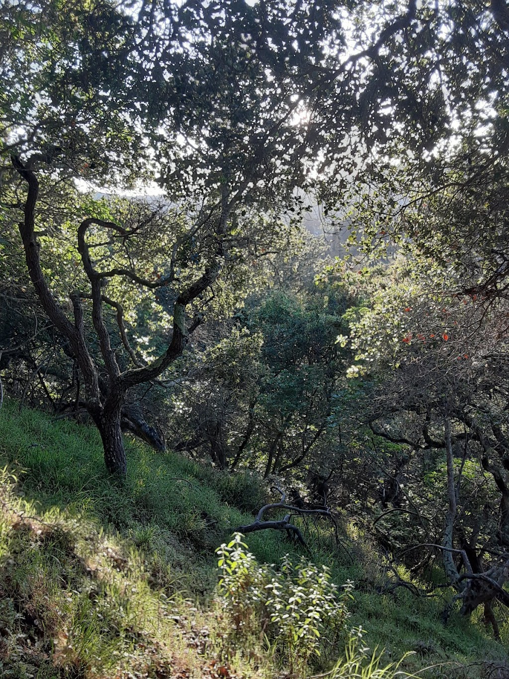 Twin Pines Park | 1 Twin Pines Ln, Belmont, CA 94002, USA | Phone: (650) 595-7441