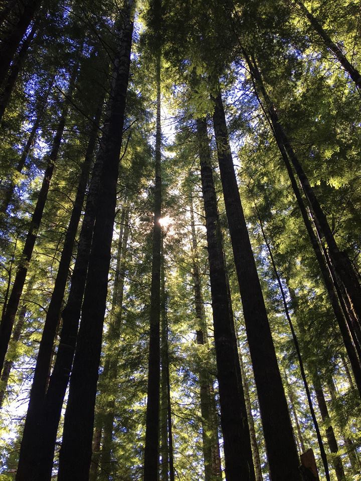 Rodriguez Real Estate Group, LLC | 181 N Grant St #105, Canby, OR 97013, USA | Phone: (707) 249-0106