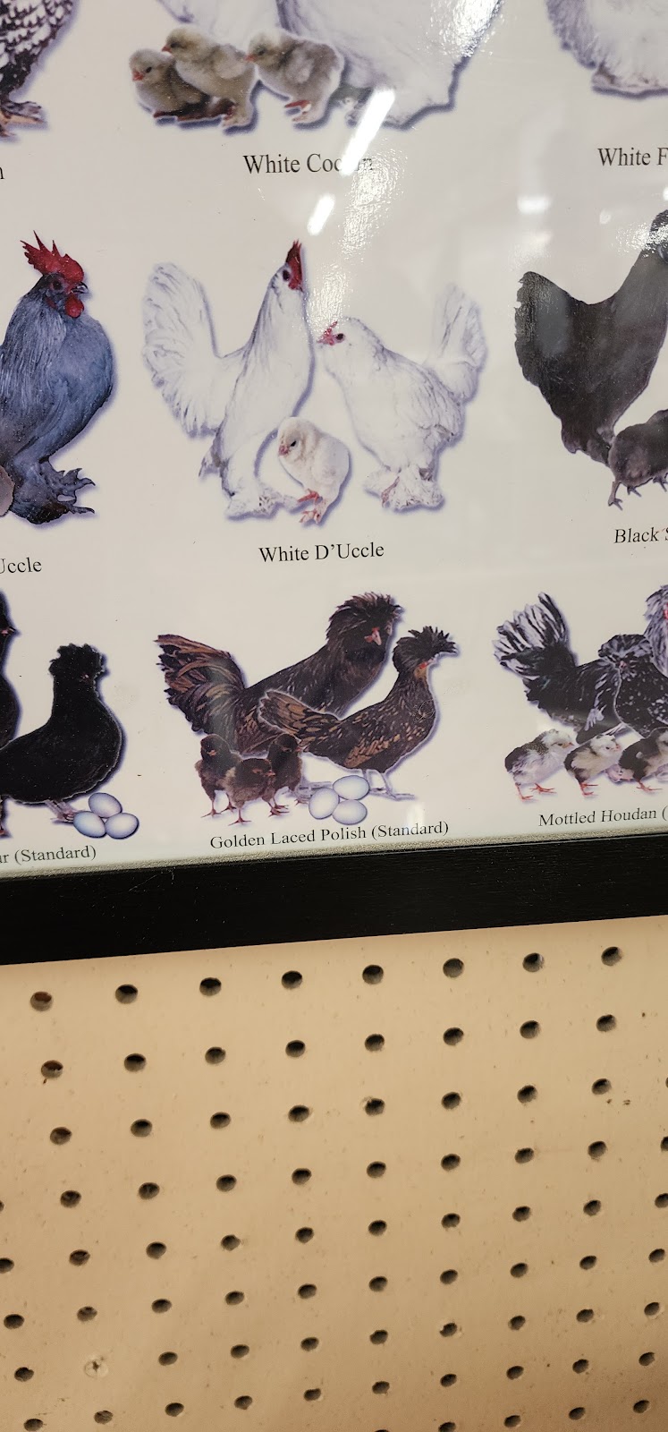 Kahoots Feed & Pet | 16851 Van Buren Boulevard, Riverside, CA 92504, USA | Phone: (951) 776-0581