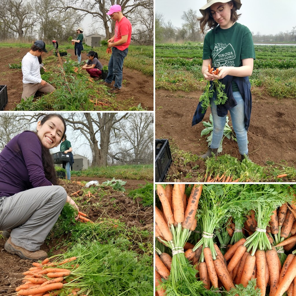 Farmshare Austin | 3608 River Rd, Cedar Creek, TX 78612, USA | Phone: (512) 410-0277