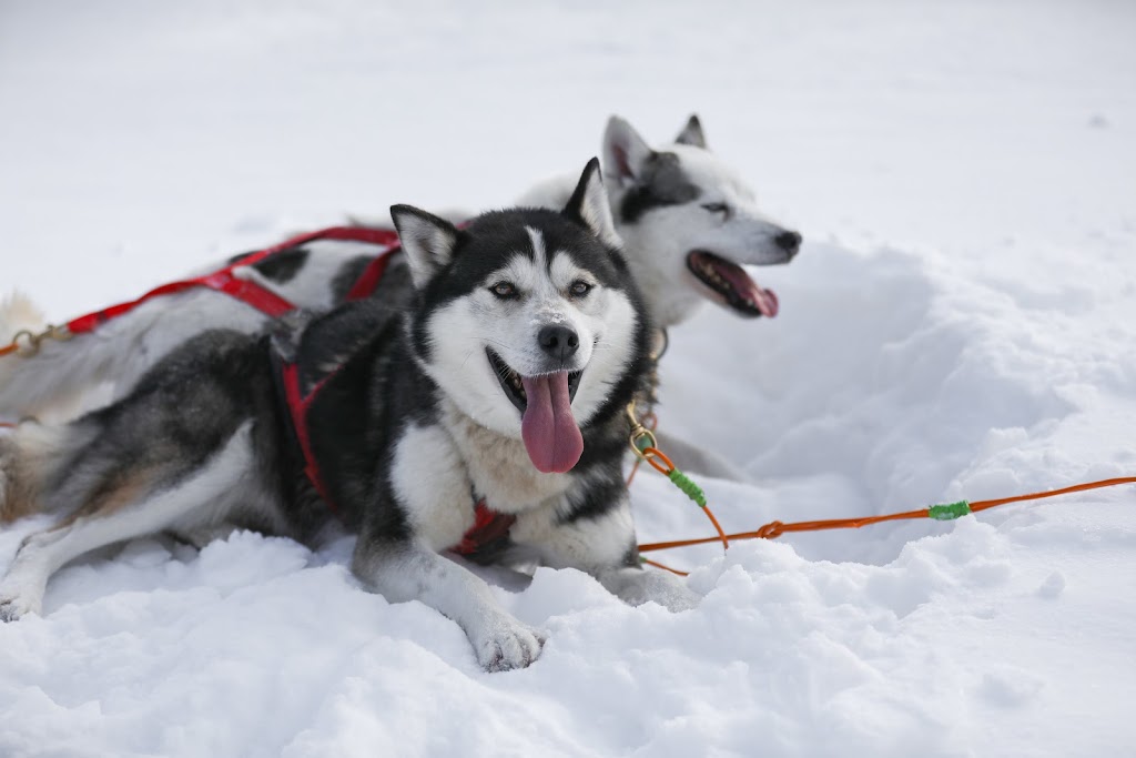 Mont-Tremblant Dogsledding -Traîneau à Chiens Tremblant | 121 Chem. de lAlbatros, Mont-Tremblant, QC J8E 1S1, Canada | Phone: (819) 681-5519