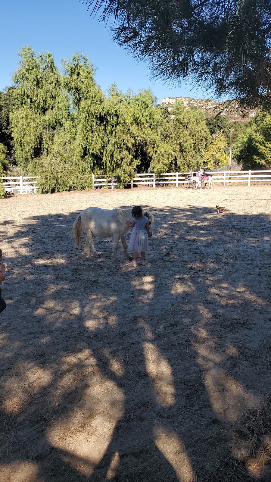 Cheyenne Arabians Pony Rides & Petting Zoo | 1927 Orange Ave, Ramona, CA 92065, USA | Phone: (760) 788-3780