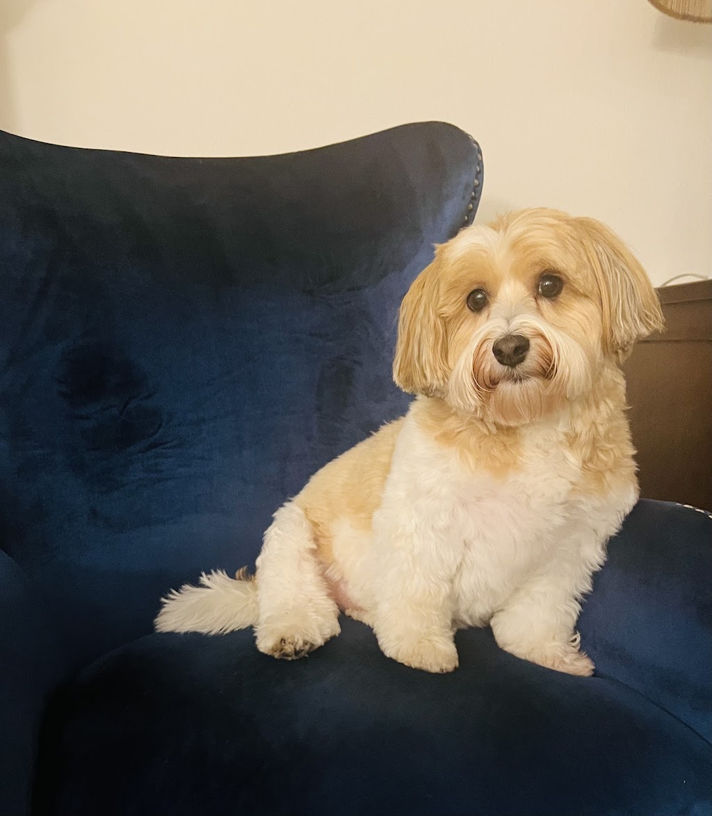 Legacy Vet Care | 17014 Ayers Rd, Brooksville, FL 34604, USA | Phone: (352) 900-2673