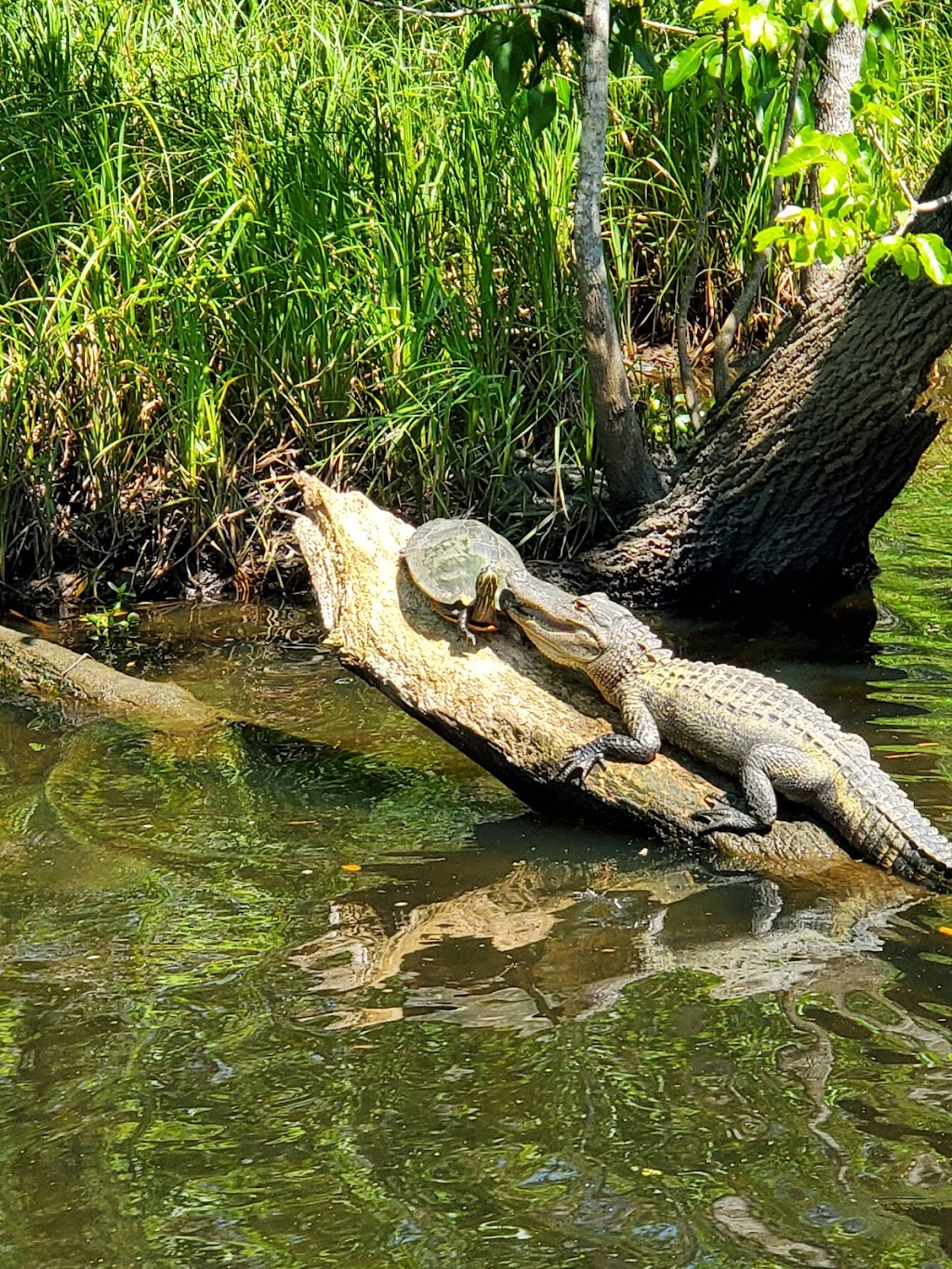 Cajun Pride Swamp Tours | 110 Frenier Rd, Laplace, LA 70068, USA | Phone: (504) 467-0758