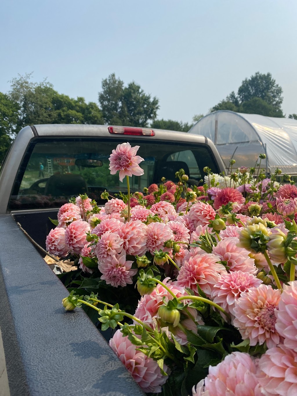 Sunny Meadows Flower Farm | 3577 Watkins Rd, Columbus, OH 43232, USA | Phone: (614) 570-6719