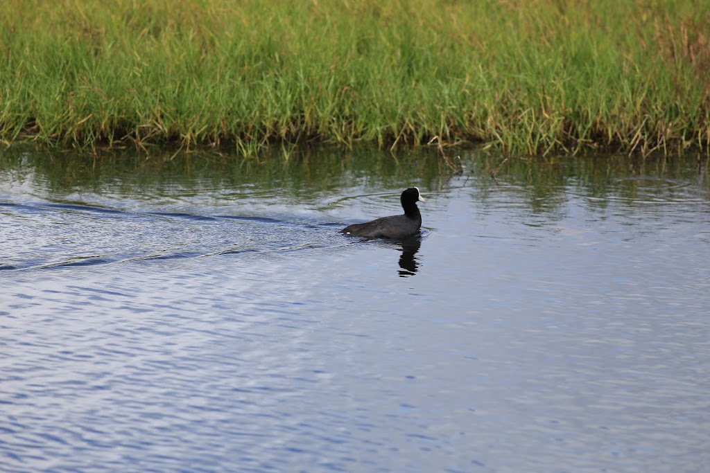 Kaelepulu Wetland Bird Preserve | 1460 Kiukee Pl, Kailua, HI 96734, USA | Phone: (808) 261-2179