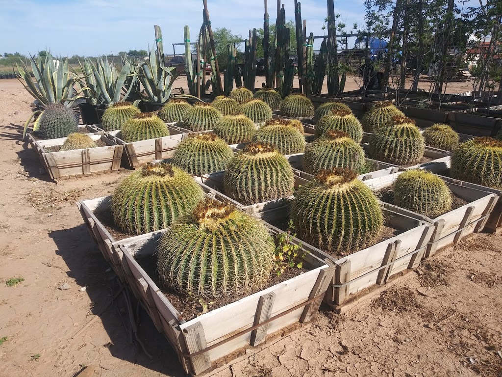 Silvers Cactus Nursery | 28826 213th Ave, Wittmann, AZ 85361, USA | Phone: (602) 486-3113