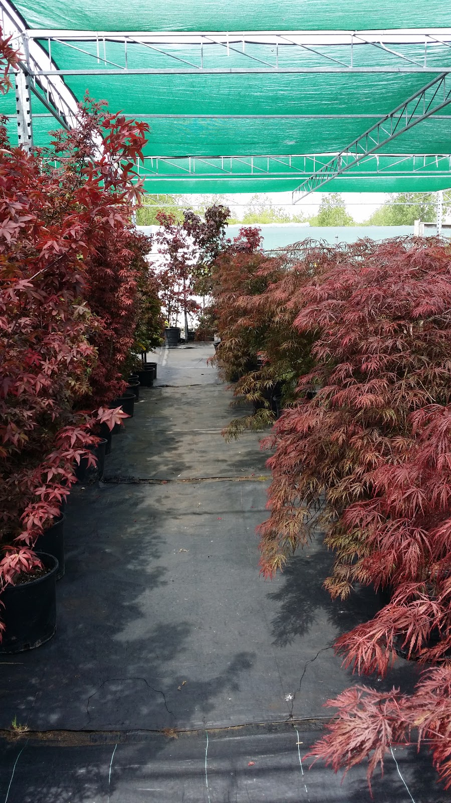 BLUE STAR NURSERY LTD. | 5056 Malden Rd, Windsor, ON N9E 3T9, Canada | Phone: (519) 966-5673