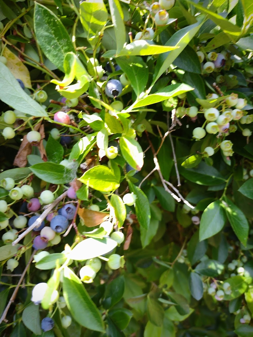 Pine Lake Blueberry Farm | 21509 SE 28th Ln, Sammamish, WA 98075, USA | Phone: (425) 270-9137