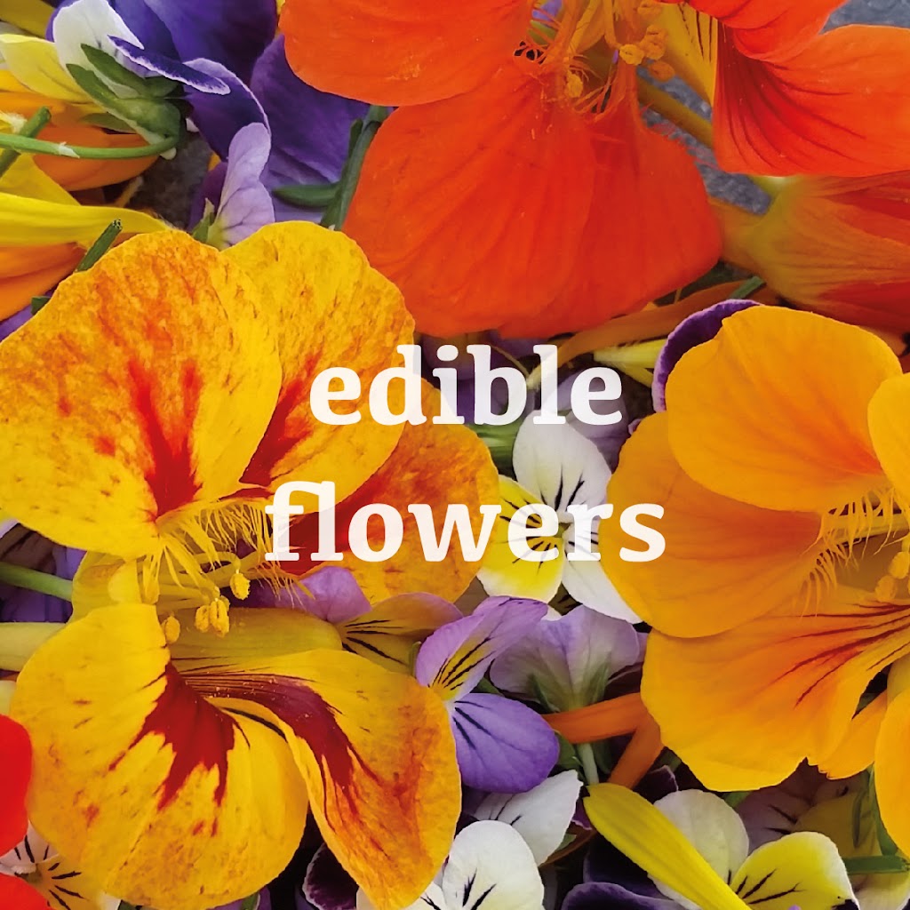 Arizona Microgreens | 3146 E Wier Ave, Phoenix, AZ 85040, USA | Phone: (602) 459-0984 Arizona Microgreens | 3146 E Wier Ave, Phoenix, AZ 85040, USA | Phone: (602) 459-0984