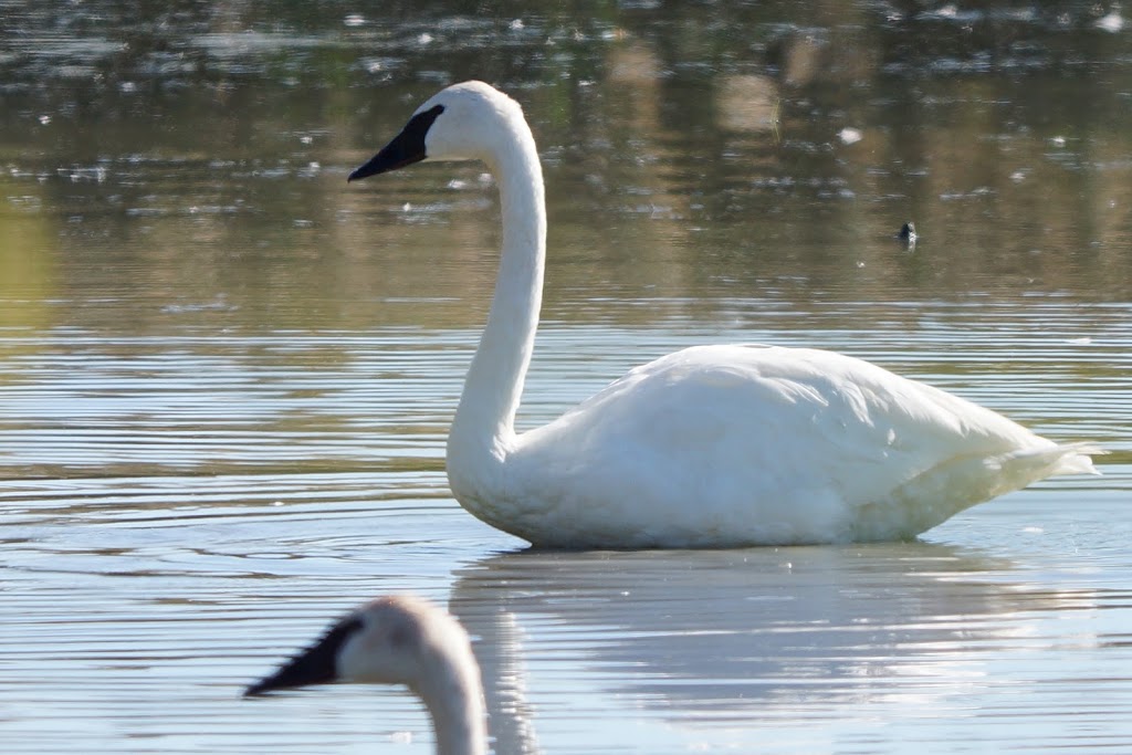 William J. Robertson Nature Preserve | 85 Morning Star Dr, Rittman, OH 44270, USA | Phone: (330) 925-2045