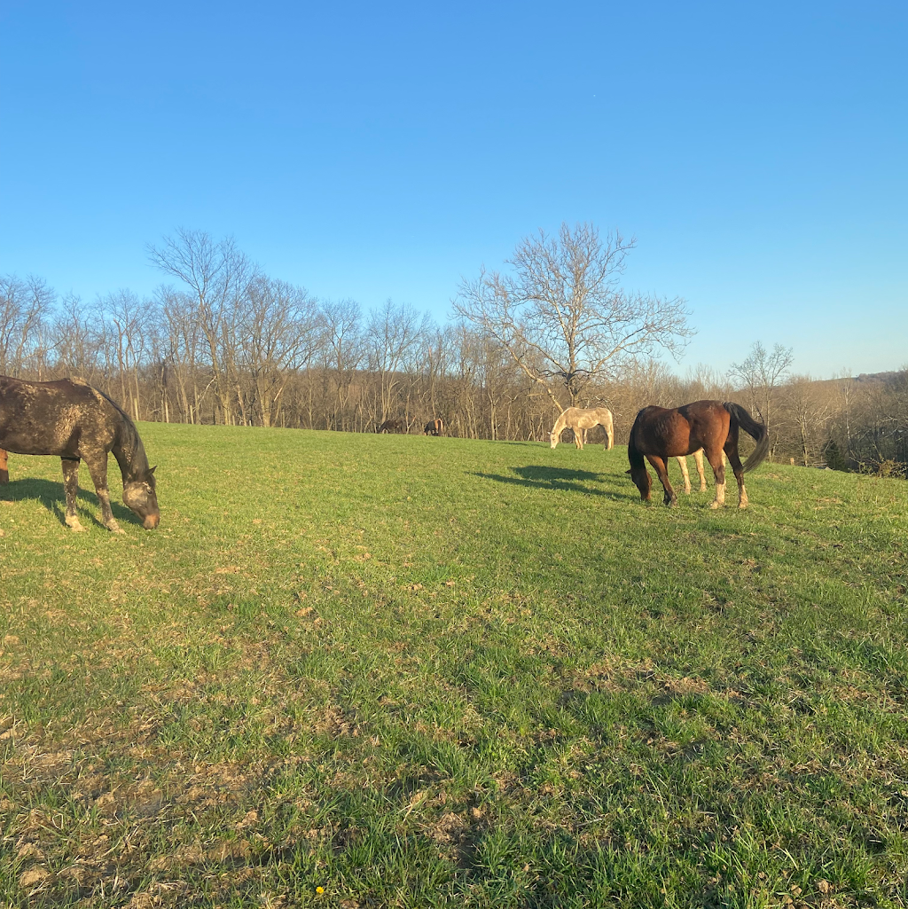 Cedar Grove Farm Horse Boarding | 64 Meneely Rd, Burgettstown, PA 15021, USA | Phone: (304) 312-8003