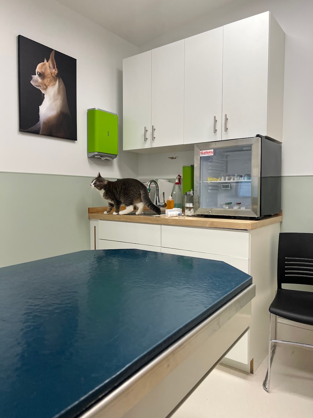 Peekskill-Cortlandt Animal Hospital | 2158 Crompond Rd, Cortlandt, NY 10567, USA | Phone: (914) 737-2620