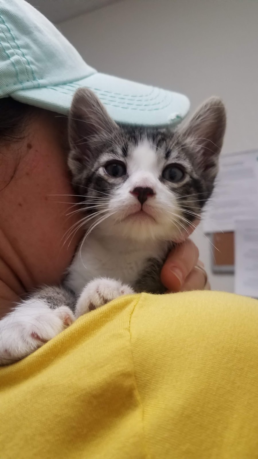 Four Legged Friends Animal Hospital | 3131 E Thunderbird Rd STE 59, Phoenix, AZ 85032, USA | Phone: (602) 787-0015