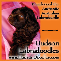 Hudson Labradoodles | 448 Co Rd 12, Hudson, NY 12534, USA | Phone: (518) 821-0762