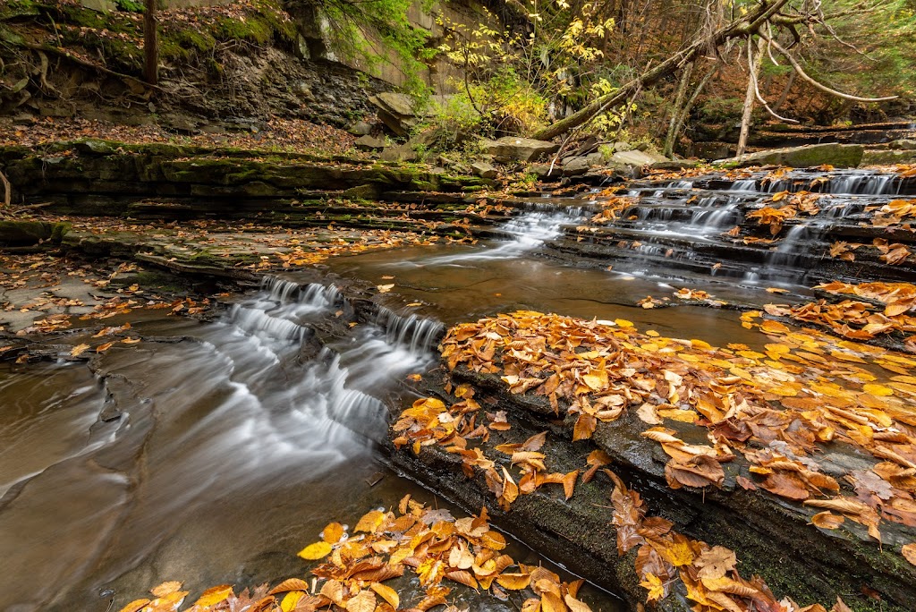 Christman Bird and Wildlife Sanctuary | 3281 Schoharie Turnpike, Delanson, NY 12053, USA | Phone: (212) 997-1880