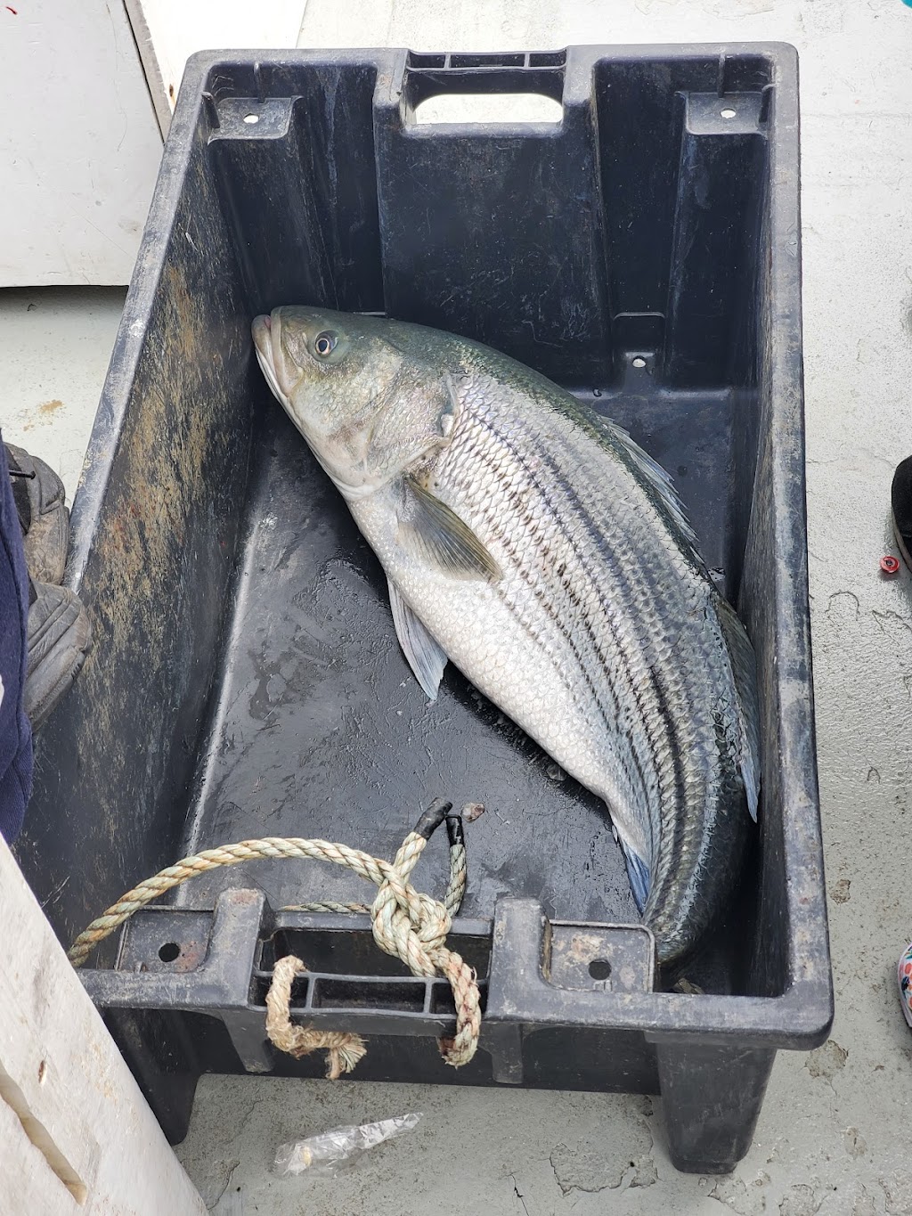 Never Enuff Fishing | 1 Worlds Fair Marina, Flushing, NY 11368, USA | Phone: (516) 322-7442