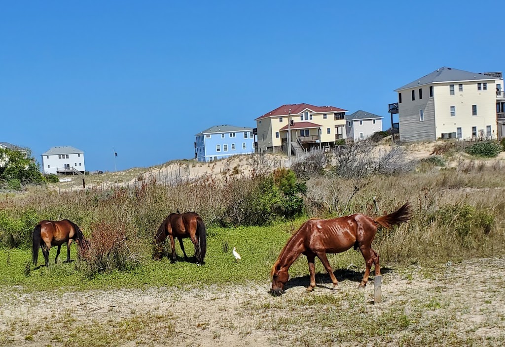 Back Country Safari Horse Tours | Light Town Center, 1159 Austin St, Corolla, NC 27927 | Phone: (252) 453-0877