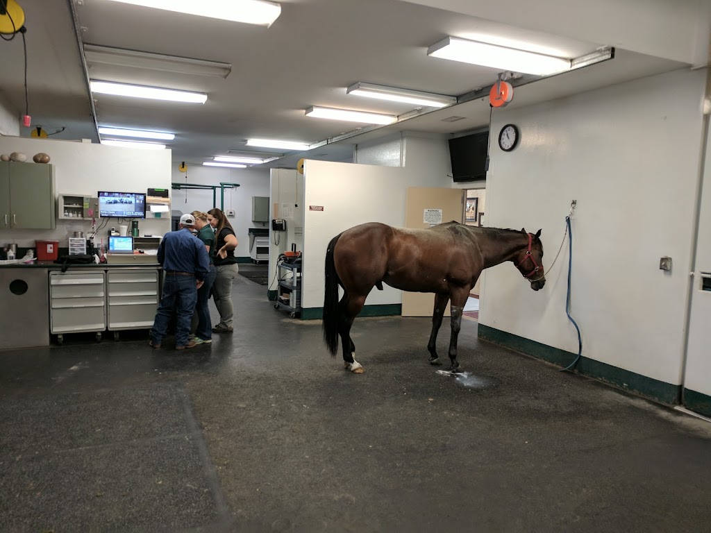 Equine Sports Medicine & Surgery | 2991 Interstate 20 Frontage Rd, Weatherford, TX 76087, USA | Phone: (817) 596-2829