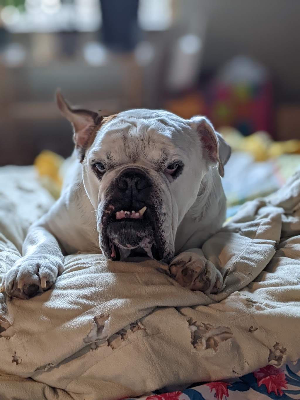 Kendall County Veterinary Center | 141 TX-46, Boerne, TX 78006, USA | Phone: (830) 336-2041