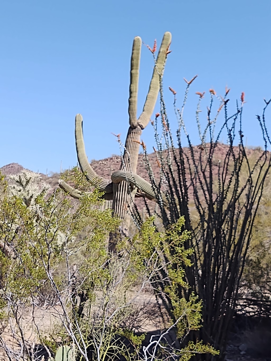 Red Hills Visitor Center | 2700 N Kinney Rd, Tucson, AZ 85743, USA | Phone: (520) 733-5158