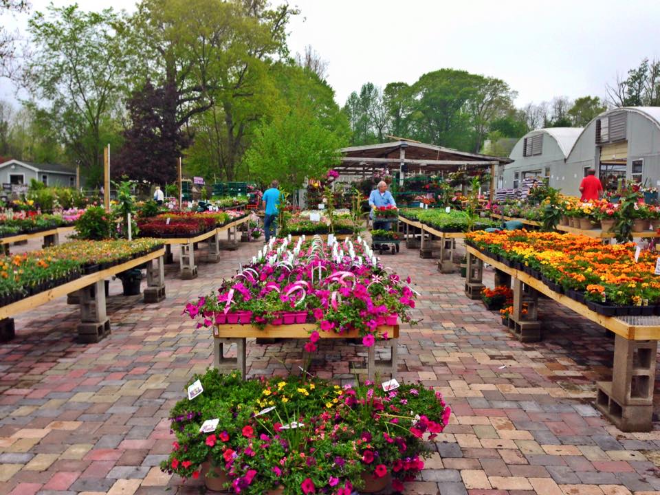 Red Hill Nursery | 241 S Little Tor Rd, New City, NY 10956, USA | Phone: (845) 634-2498