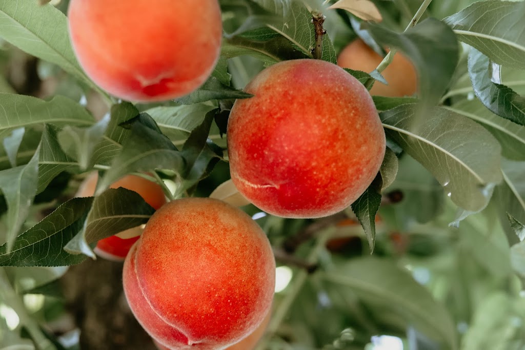 Friesen Family Farms Fruit Stand | 15496 E Saginaw Ave, Kingsburg, CA 93631, USA | Phone: (559) 859-0842