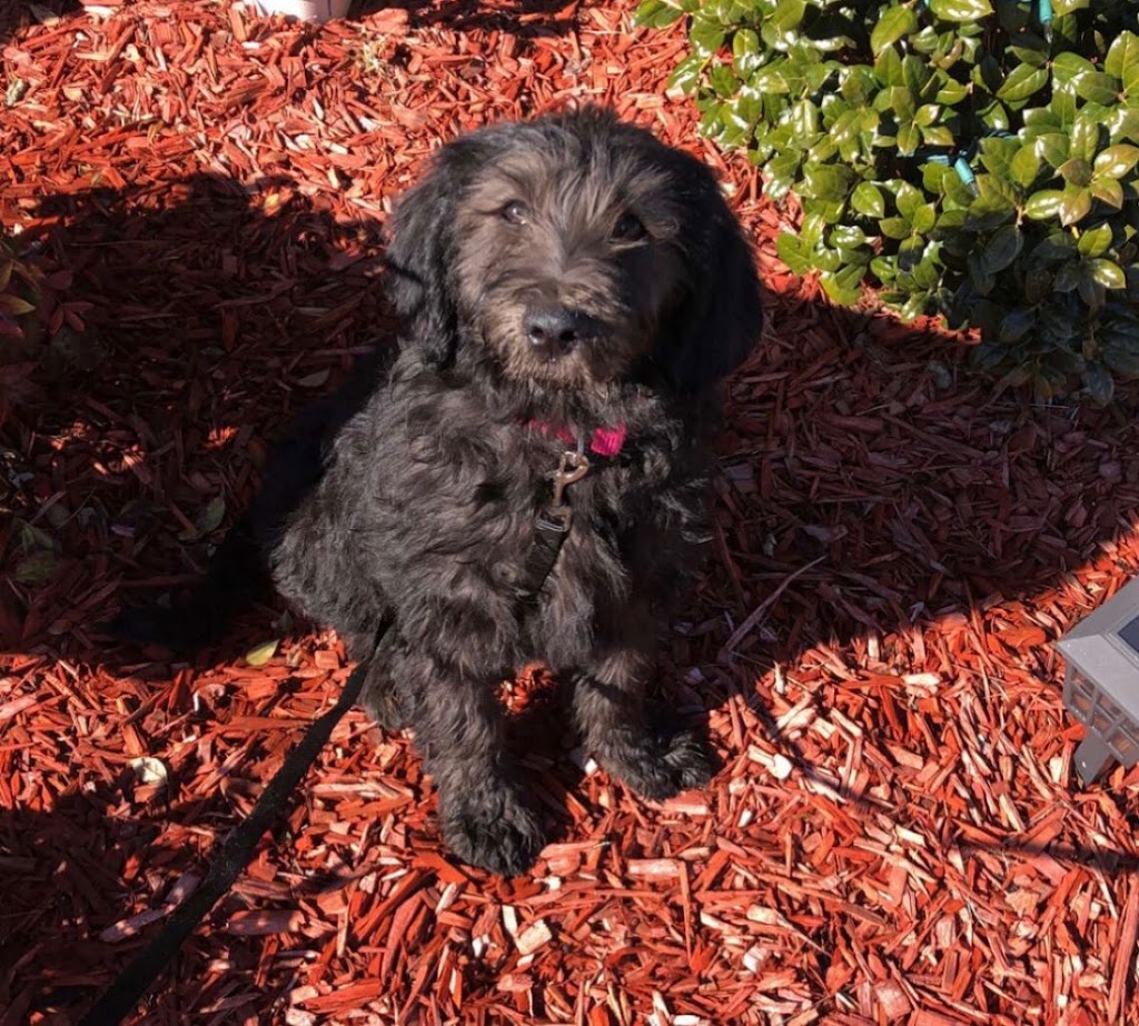 Labradoodles and Labs | 6267 State Line Rd, Adams, TN 37010, USA | Phone: (270) 429-1009