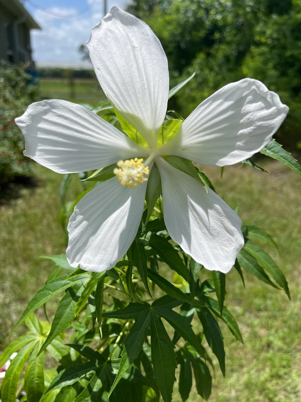 Sakura Dreams Butterfly and Wildlife Habitat | 682 Firestone St NE, Palm Bay, FL 32907, USA | Phone: (760) 237-8180